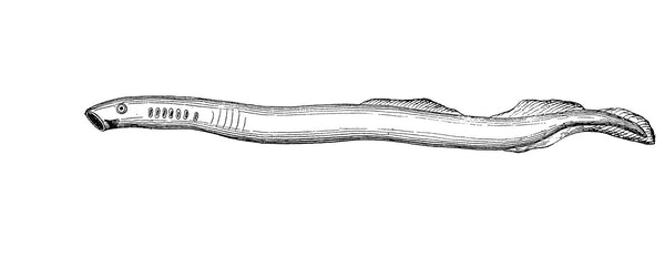 Conserves de lamproie - enboite.ch