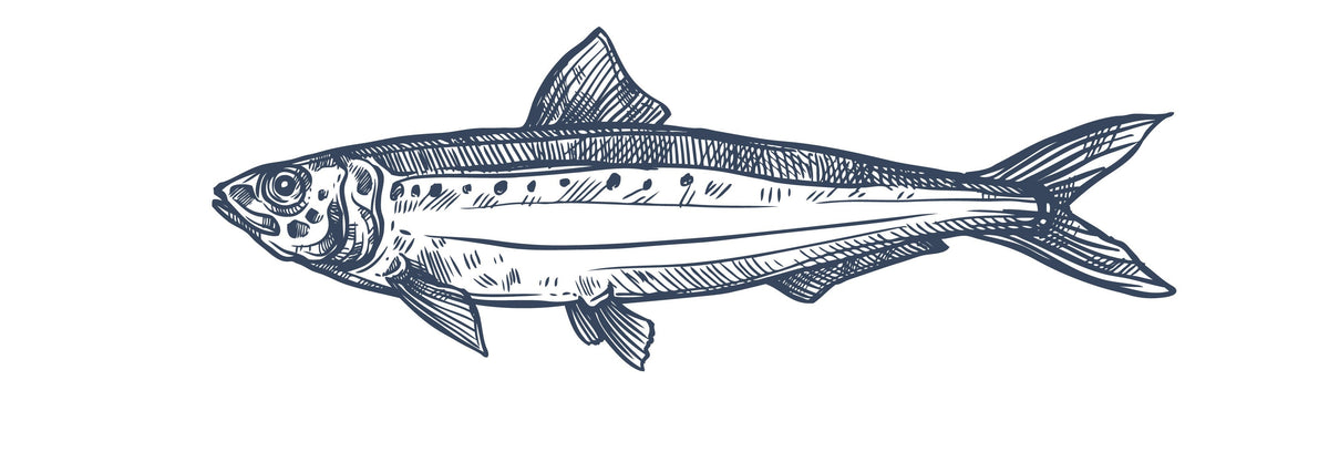 Conserves de sardines –