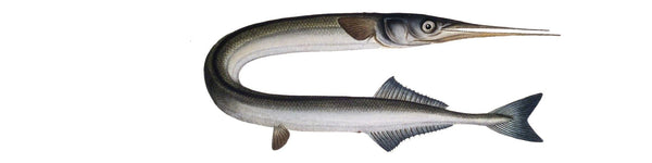 Conserves de poisson aiguille - enboite.ch