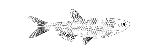 Conserves de sprats - enboite.ch