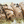 Filets de thon à l'huile d'olive et thym - Santa Catarina - enboite.ch