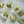 Moules du Limfjord marinées à l'aneth et fenouil à l'huile de colza - Fangst - enboite.ch