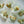 Charger l&#39;image dans la galerie, Moules du Limfjord marinées à l&#39;aneth et fenouil à l&#39;huile de colza - Fangst - enboite.ch
