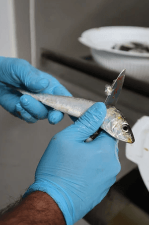 Sardines à l'huile d'olive bio extra vierge - Saboreal - enboite.ch